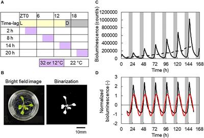 Time Lag Between Light and Heat Diurnal Cycles Modulates CIRCADIAN CLOCK ASSOCIATION 1 Rhythm and Growth in Arabidopsis thaliana